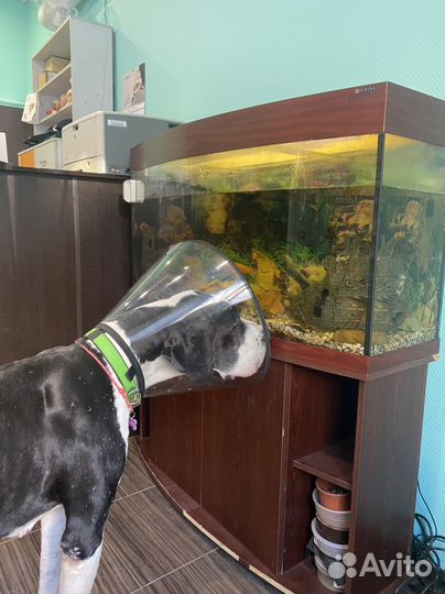 Специалист по уходу за животными