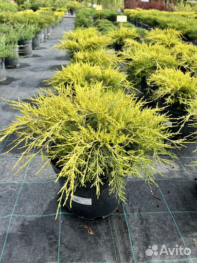 Можжевельник