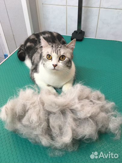 Стрижка собак и кошек