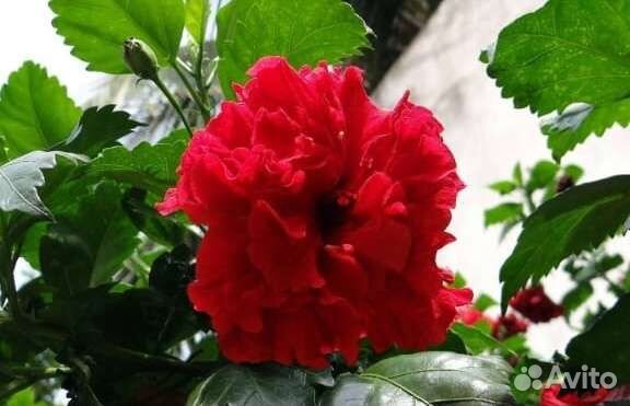 Гибискус китайская роза