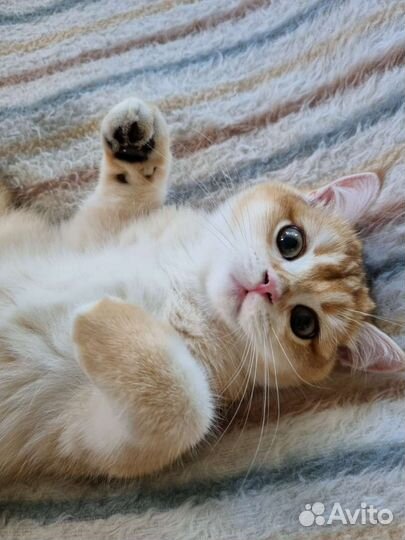 Малыши британской зотолой шиншиллы