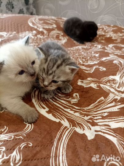 Котята в добрые руки бесплатно