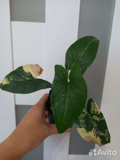 Алоказия полли сингониум