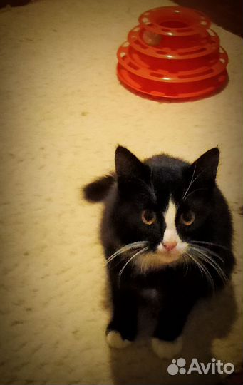 Красавец Арман