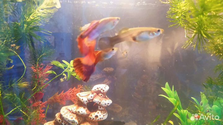 Мальки гуппи
