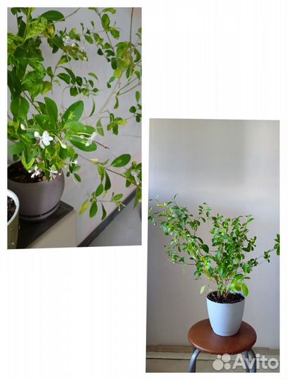 Клеродендрум Инерме