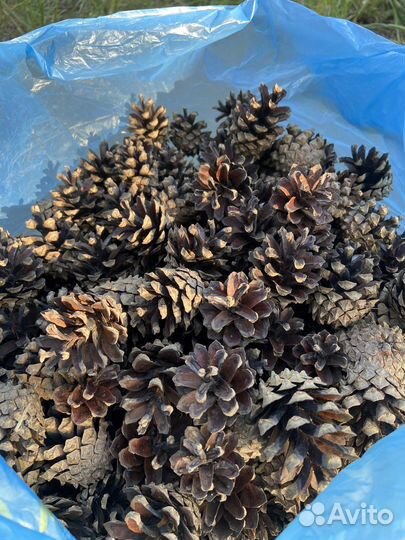 Шишки сосновые для поделок