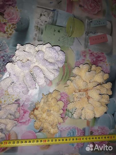Морские кораллы