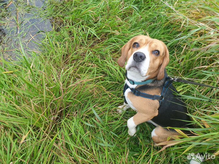 Кобель бигль для вязки