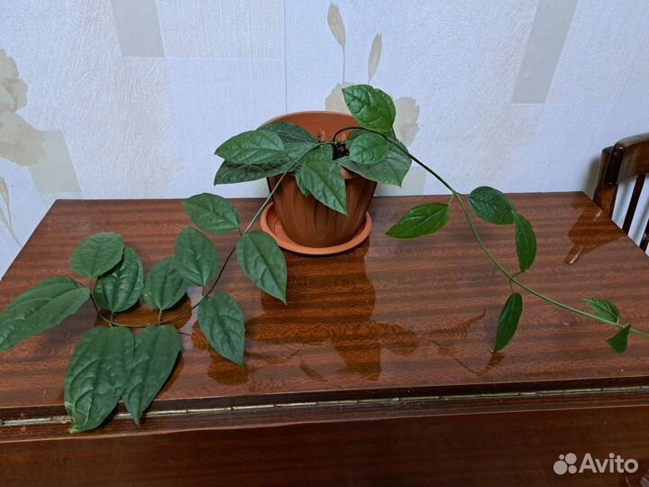 Клеродендрум Томпсона