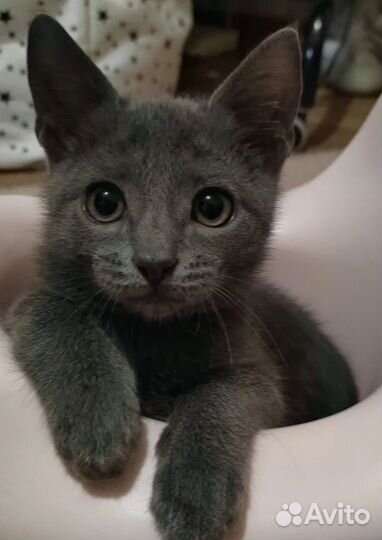 Котенок мальчик ищет дом