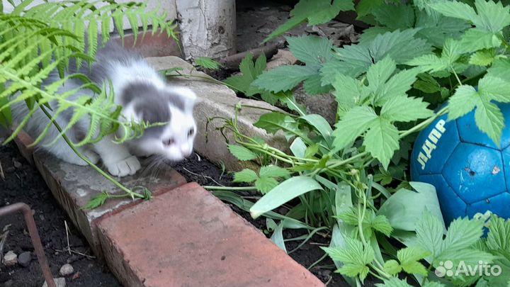 Отдаём в хорошие руки котят