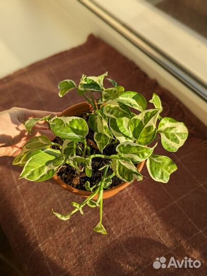 Эпипремнум неон и н'джой