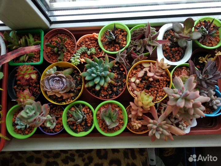 Цветы(комнатные, садовые)