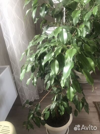 Фикус бенджамина
