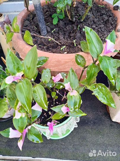 Традесканция