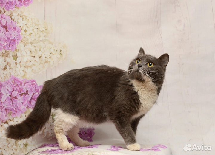Кошка молодая