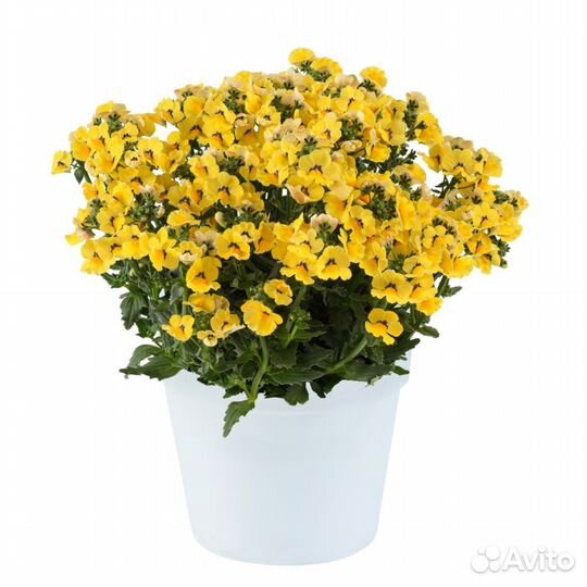 Немезия вегетативная Nesia Inca