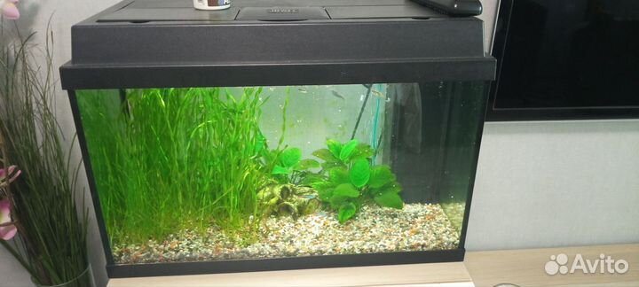 Аквариум с рыбами и растениями 60 л