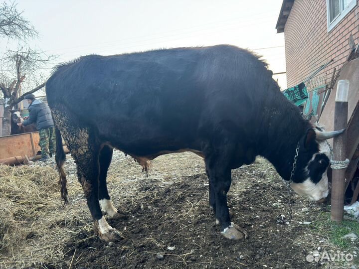 Бычок 2 года