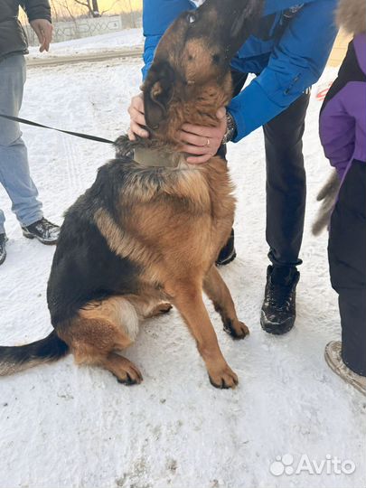 Вязка / случка кабель немецкой овчарки