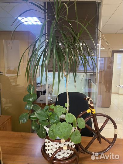 Комнатные цветы