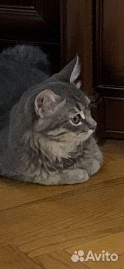 Отдам котика в добрые руки