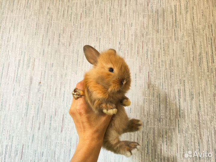 Мини карликовый кролик