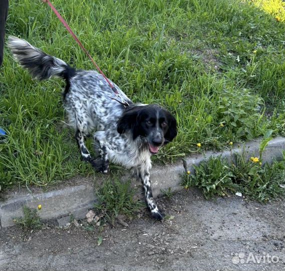 Отдам собаку в добрые руки Спб