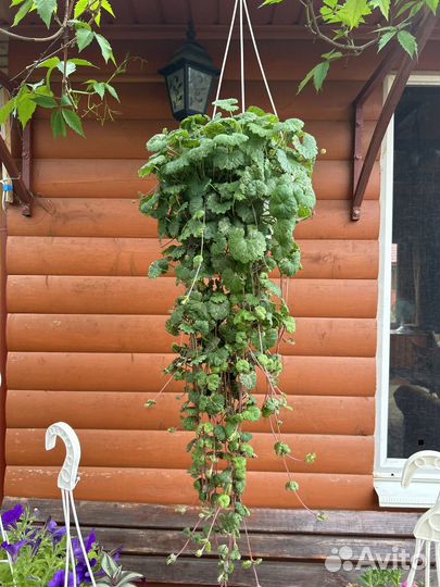 Ампельные растения в кашпо