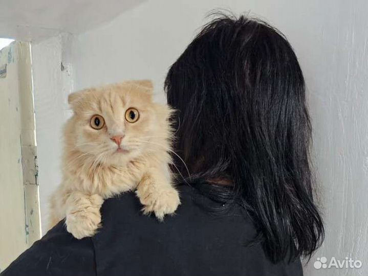 Кремовый котик, 11мес