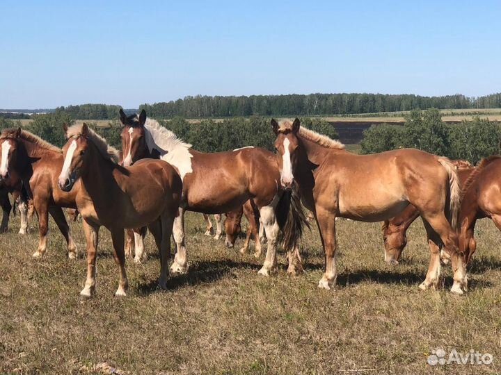 Кобылы и Жеребцы Советские Тяжеловозы