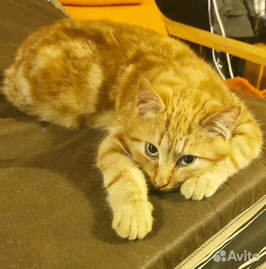 Котята в добрые руки даром