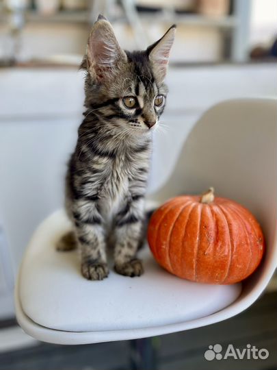 Кошки в добрые руки