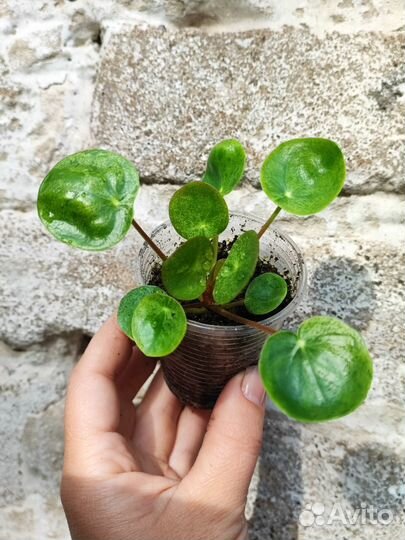 Пилеи и бегонии