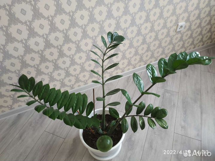 Замиокулькас