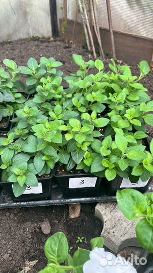 Петуния тайдалы