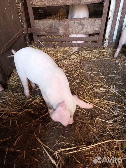 Продам поросят