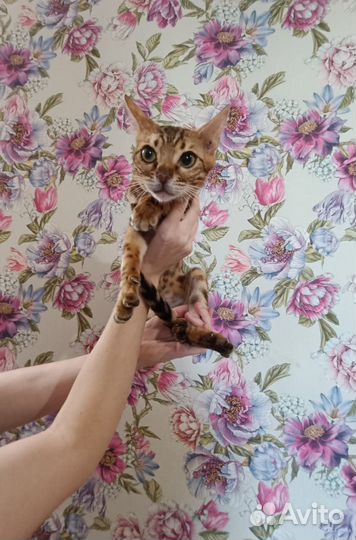 Яркий котик