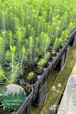 Сеянцы зкс Сосна Ель Лиственница окс Голуб Горн
