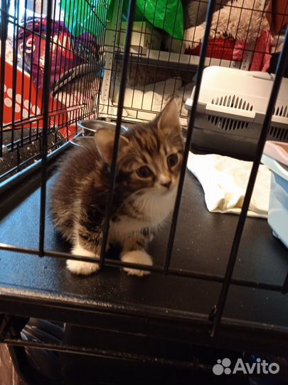 Три сыночка и лапочка дочка