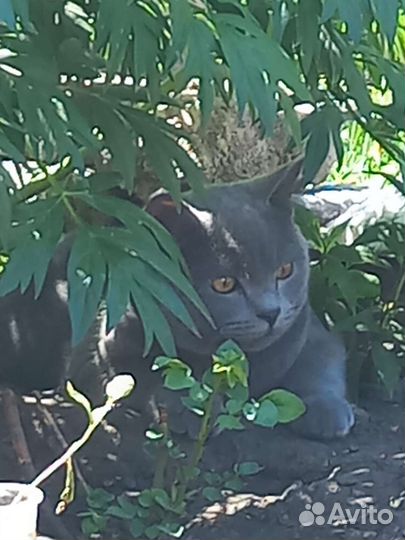 Британские котята