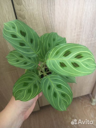 Сциндапсус, маранта