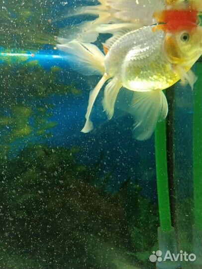 Золотая рыбка