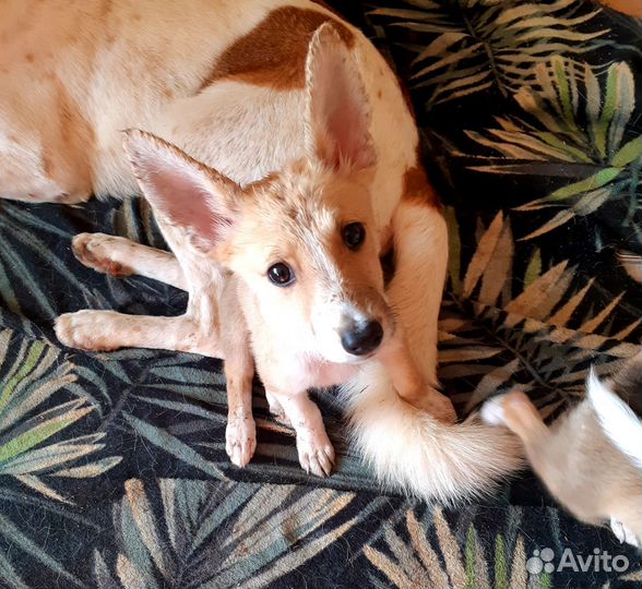 Щенок(девочка)