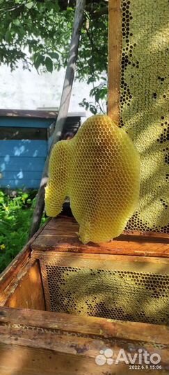 Мёд липово-цветочный