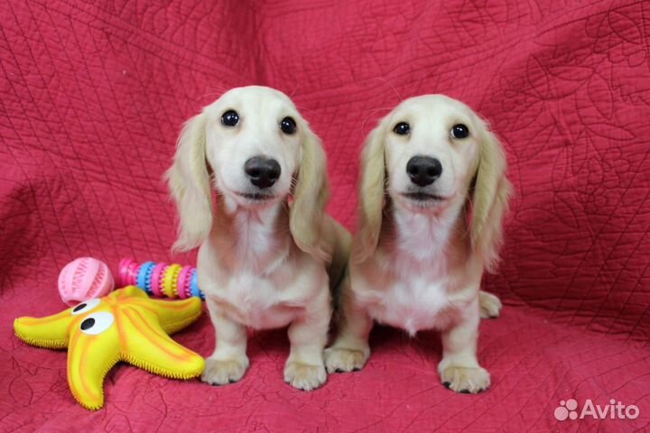 Щенок такса миниатюрная