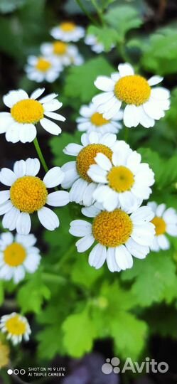 Матрикария