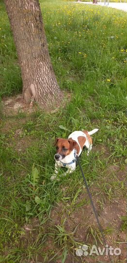 Вязка Джек Рассел Терьер