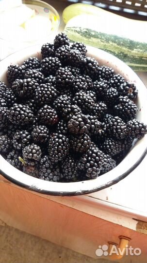 Саженцы ежевики бесшипной